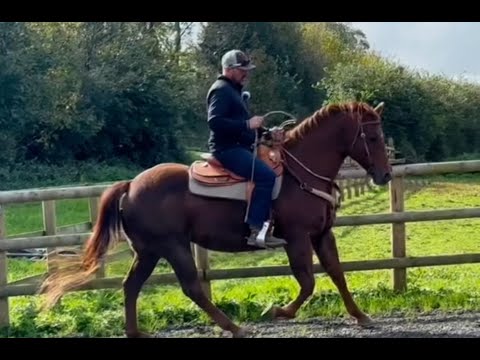 One of my last ever rides on my horse