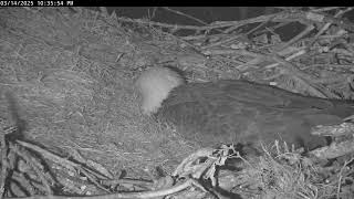 Live! From the NCTC Eagle Nest - Camera 1