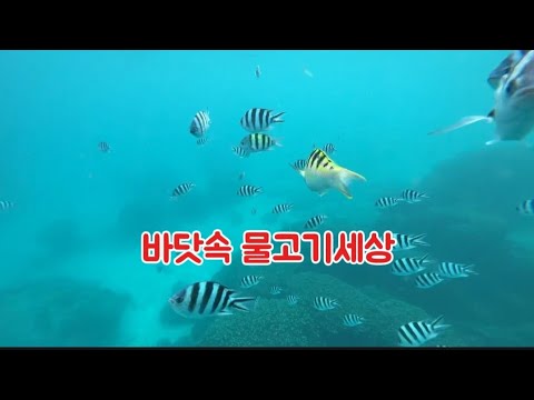 바닷속 물고기세상  괌  물고기구경