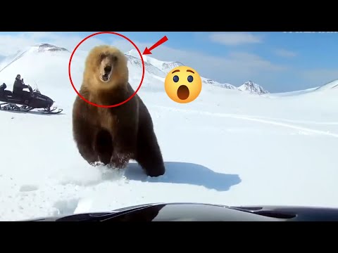 Funny Moments of Animals Attacking Humans #4 | Top list of moments.