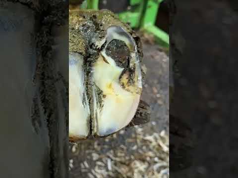 SERIOUS DOUBLE SOLE on a cow's foot  #animals #farming #hoofrestoration #rawdiet #calming #cow