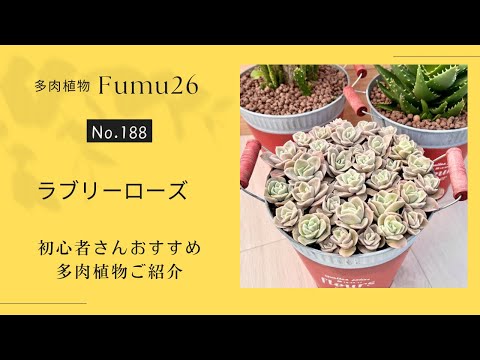 【多肉植物】初心者さんおすすめ✨増やしやすい多肉ラブリーローズ