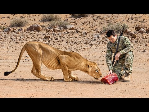 Animals That Asked People for Help & Kindness !