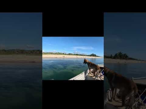 HOT BEAUTIFUL DAY BEACHCOMBING! (Mangrove jack and barramundi)!!!  out 5th of August