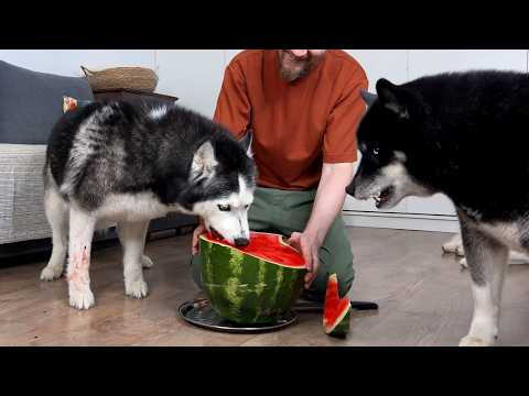 My Husky And Cat Go Crazy For Watermelon! Funny Dog Video