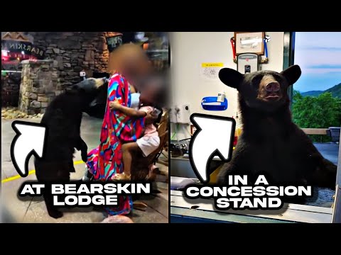 GATLINBURG TN: BEAR/HUMAN PHYSICAL CONFRONTATION WITH VISITORS IS ON THE RISE And How to Stay Safe!