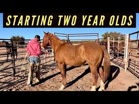 GETTING READY TO START COLTS AND FILLIES #quarterhorses #ranch