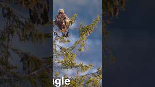 eagle on the tree #eaglelife #eagles #birds #eaglelovers #wildlife #eaglenest #animals #nature