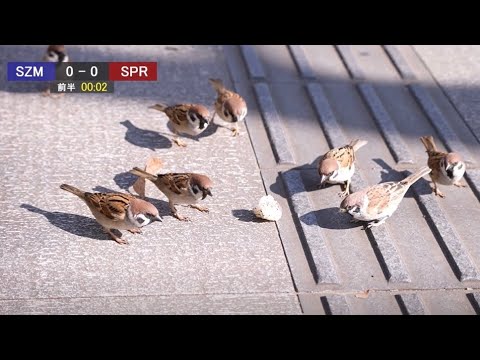 Putting commentary on birds at the park (Japanese)