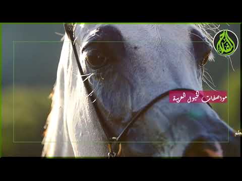 الخيول العربية Arabian horses