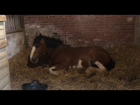 Terrified abused horse!! How can I help??