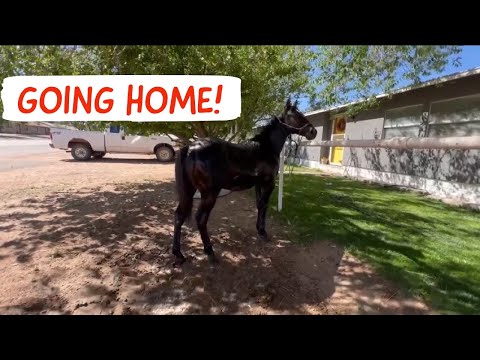 Black Colt Leaves The Ranch | Baseball and The After Party #jheart #quarterhorses