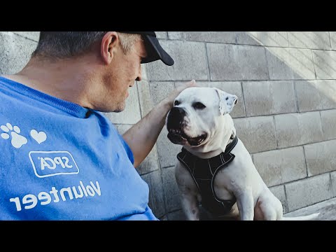 "Drop Spindle" The Bulldog Sessions ft Sam Loveridge(Live in the Studio on Jumbotron in Technicolor)