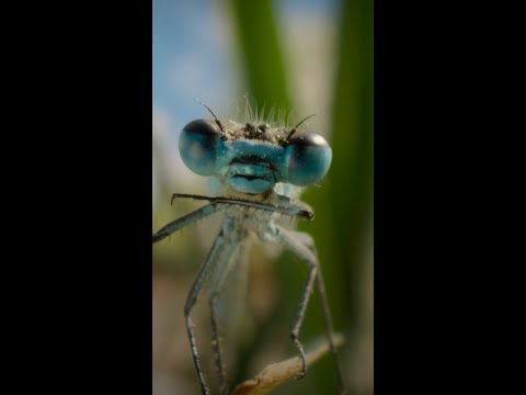 You'll never see a bug-filled pond without thinking of romance again 💖#ARealBugsLife