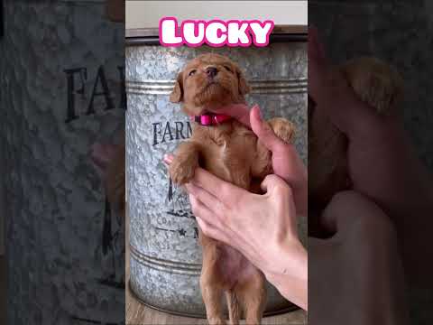 Lucky - Female Standard Goldendoodle  #puppyshorts  #doglovers