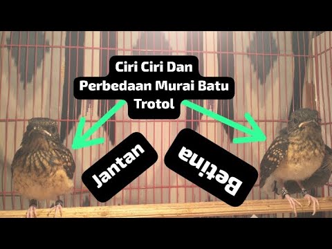 Ciri Ciri Dan Perbedaan Murai Trotol Jantan Betina#trotolanmurai#trotol#anakanburung#anakanmuraibatu