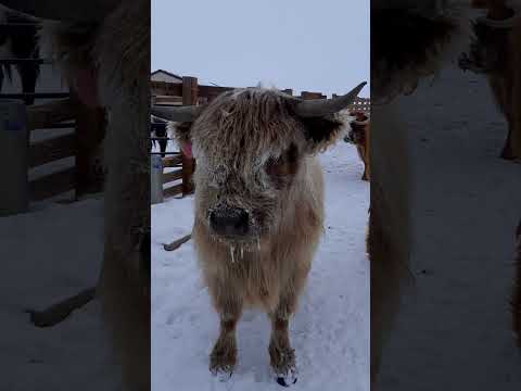 Where did you get your bangs frosted? #highlandcows #colorado #ranching #funnyanimals