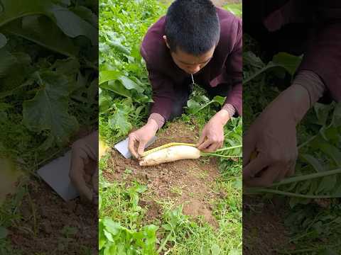 ए मूली मुली #shortvideo #petcomedy #nepalimusic #nepalisong #funny