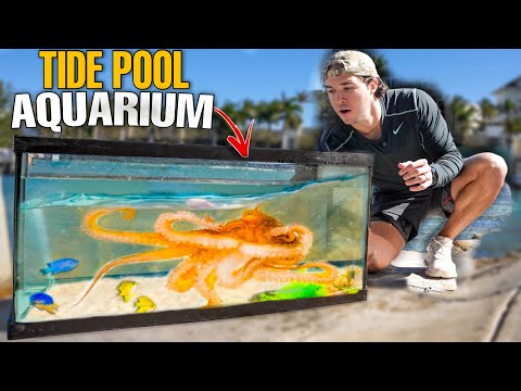 Making a TIDE POOL AQUARIUM With SEA CREATURES Found In Beach Rocks!