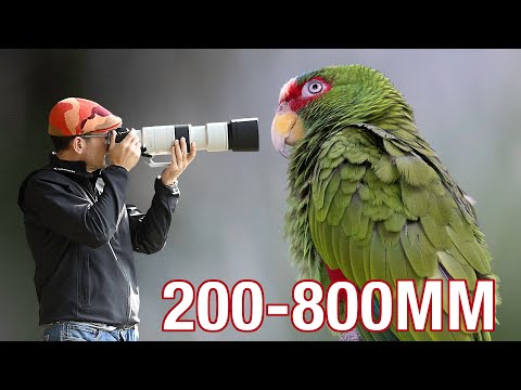 Canon 200-800mm - Great Value ULTRA Telephoto Zoom