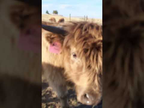 Harvesting Ear Jam and Saying Hi to Toodles! #highlandcows #colorado #ranching