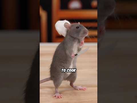 Ratatouille IRL