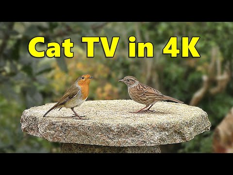 Cat TV in 4K ~ Birds for Cats to Watch Paradise ⭐ 8 HOURS ⭐