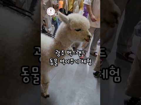 광주벅스랜드🦙 동물 먹이주기 체험 패밀리랜드 동물원 #꾸미꾸미