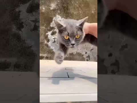 Try not to laugh cats and dogs 🤣 funnier animal videos 😻🐶 #funny #cat #memes