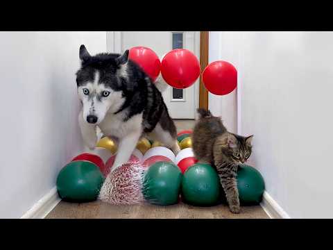 Water Balloons Burst With Every Step! Huskies And Cats In a Water Maze.