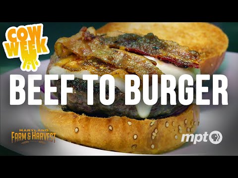 Beef to Burger | Cow Week