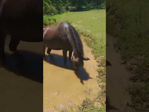 Hot days on the farm - what do the horses do? ☀️🐴