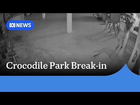 Crocodile stolen, set free after man breaks into Crocodylus Park in Darwin | ABC NEWS