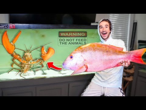 Catching MONSTER WILD FISH For My PET LOBSTER!