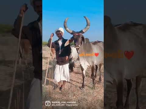 Kankrej Cow Marwad Pawti RJ