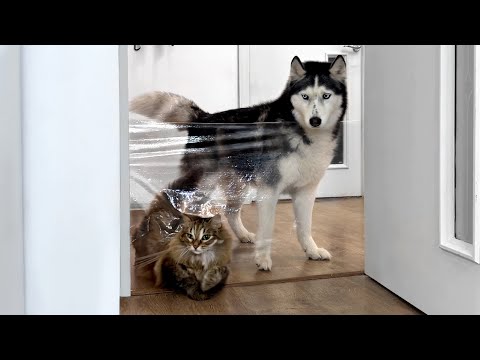 Huskies and Cats Run Into an Invisible Barrier on Their Way to Food