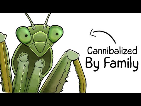 Why it Sucks To Be Born As a Praying Mantis