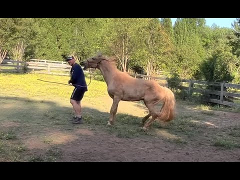 Dangerous Fox Trotter Horse Attacks And Bites! How Can I Help??