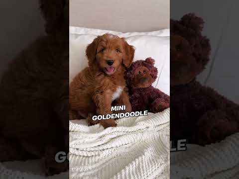 Message us to meet our #minigoldendoodle puppies! #puppy #minidoodle #goldendoodlepuppy