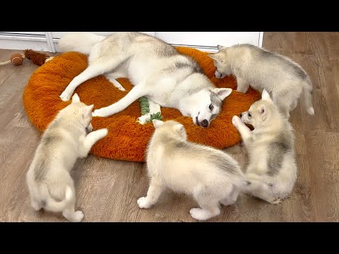 The Cutest Puppies! Husky Adopted the Puppies as Her Own!