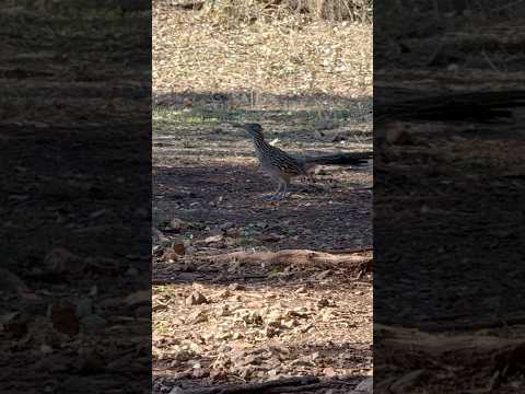 What’s the coolest thing you’ve had to wait for on a golf or disc golf course? #DiscGolf #Golf #Bird