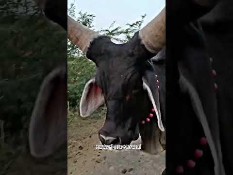 #Kankrej Cow Marwad