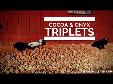 Cocoa & Onyx Triplets from Periscope