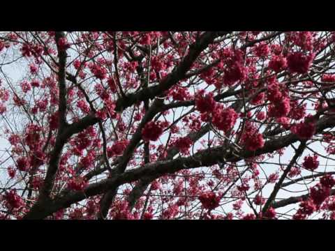 Tui's In the blossoms. Spring New Zealand 2016:)