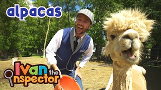 Ivan Inspects Alpacas | Fun and Educational Videos for Kids