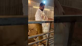 Gulabi Bakre Masha Allah - #goats #trending #bakra #viral #share #shorts #goatfarming #farming #reel