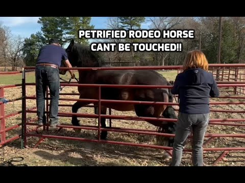 Rescue horse saved from slaughter by Hollywood star!!