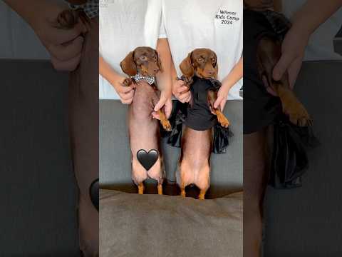 Dancing DACHSHUNDS BOOGIE Down! #minidachshund #puppy #dance #weinerdog #cutepuppy #funny #dachshund