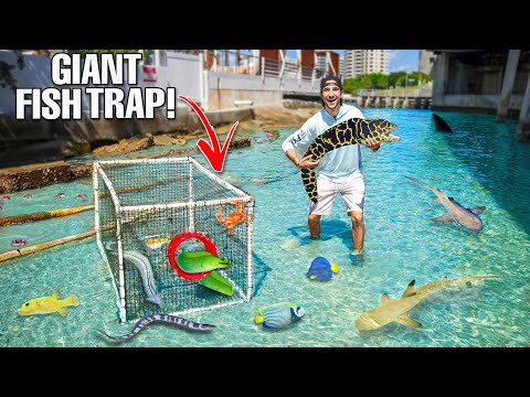 Saltwater FISH TRAP Catches MORAY EELS And EXOTIC FISH To Stock My POND!