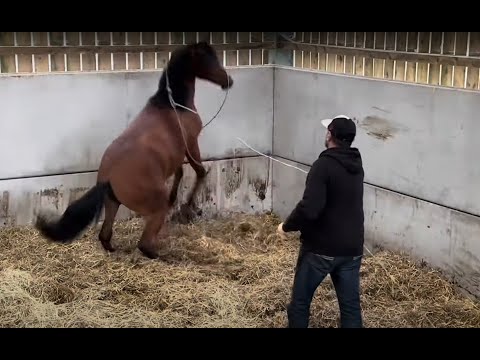 I Am This Horse's Last Chance!!